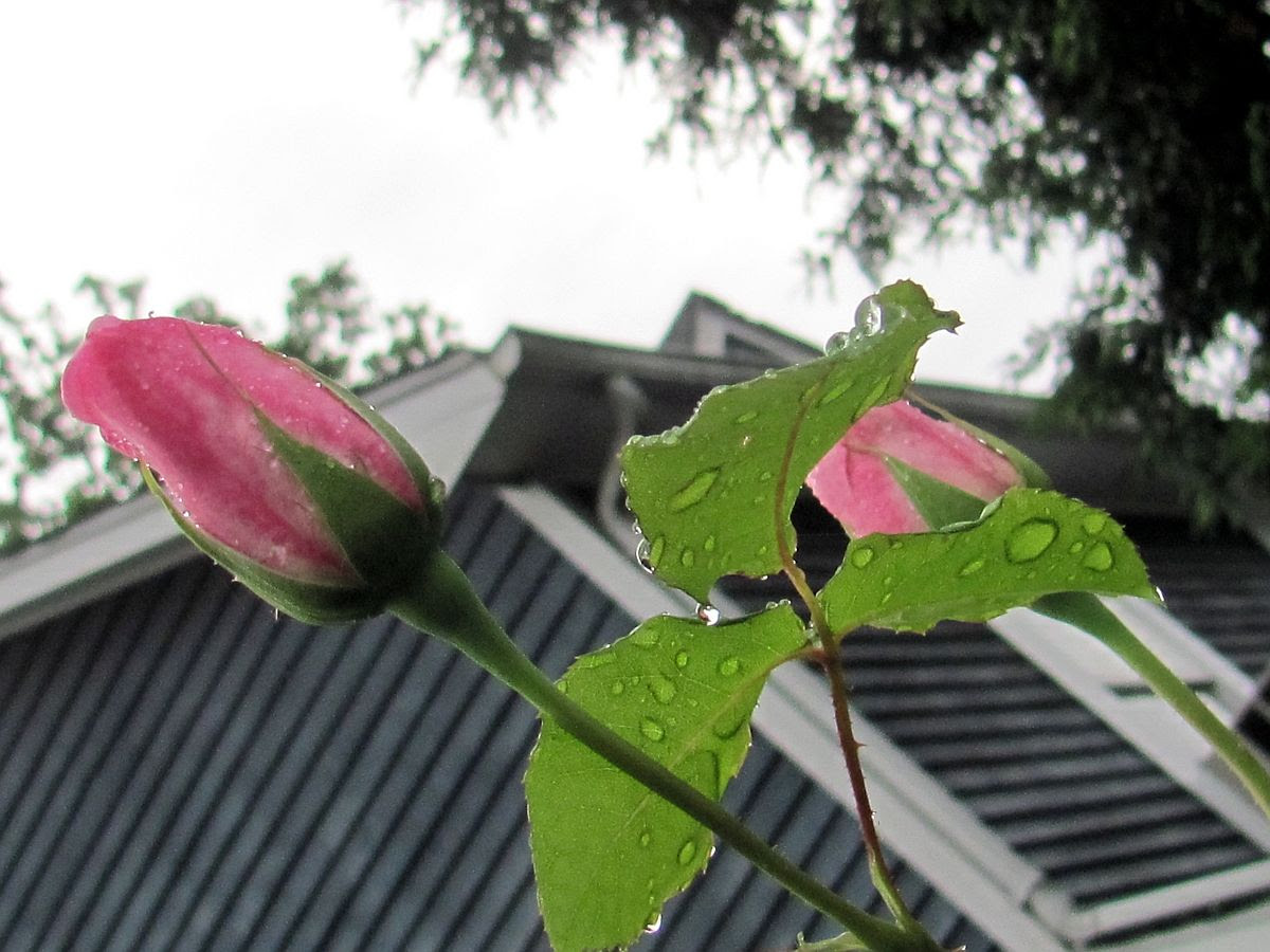 Perspective photo IMG_7470a_zps354e4956.jpg