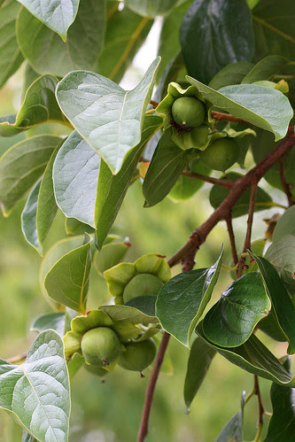 persimmons coming