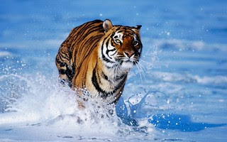 Eye of the Tiger
