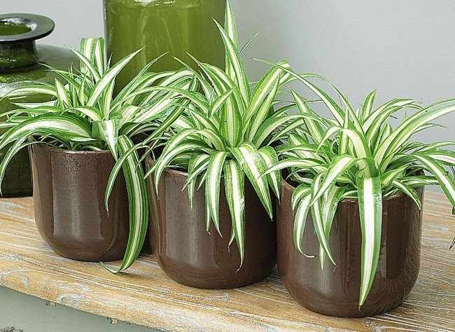 spider plant