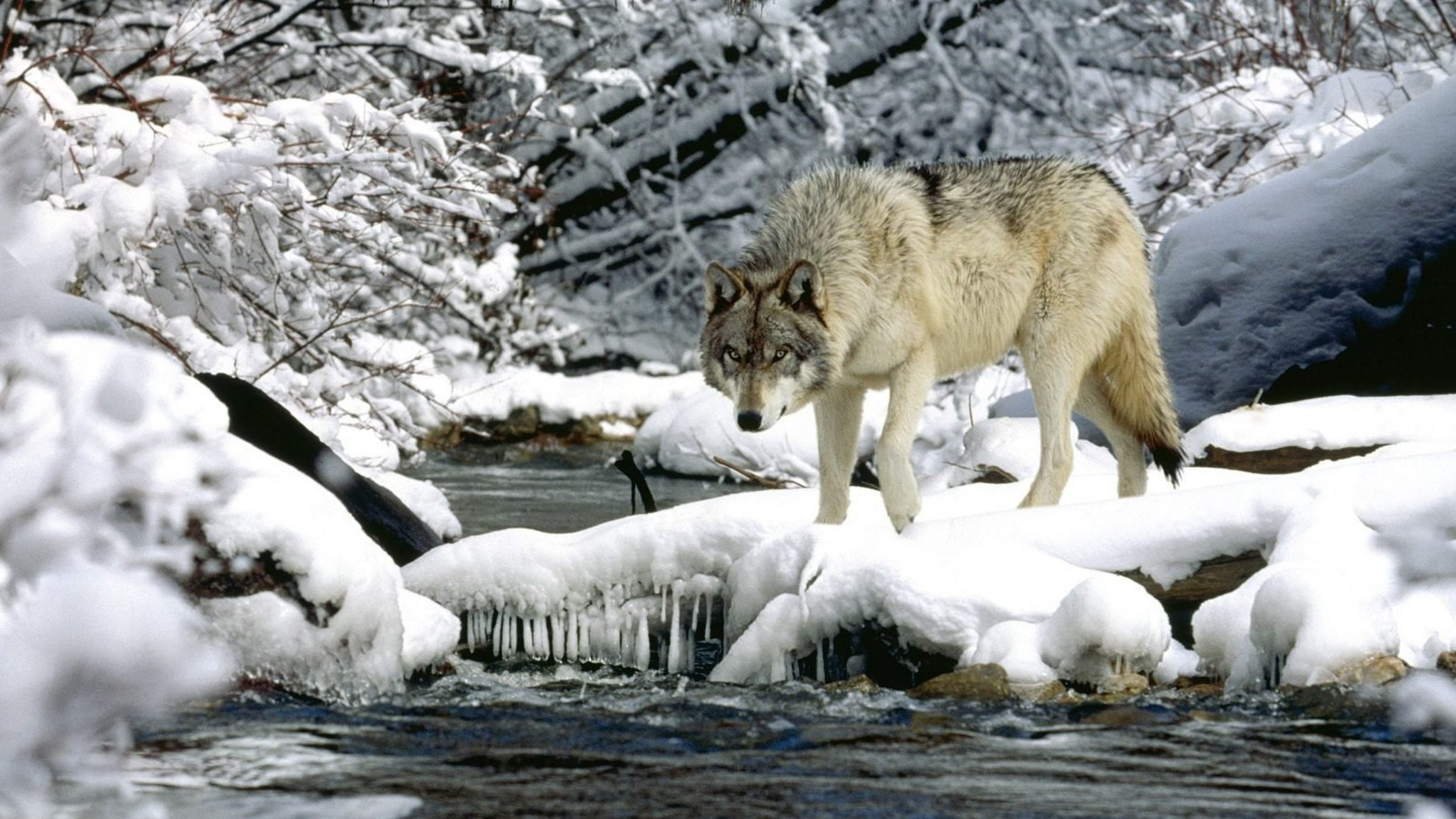 4K Wolf Wallpaper - WallpaperSafari
