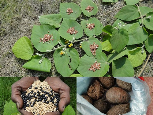 Medicinal Rice Formulations for Diabetes Complications, Heart and Kidney Diseases (TH Group-86) from Pankaj Oudhia’s Medicinal Plant Database by Pankaj Oudhia
