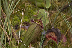 Pitcher Plant