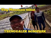 Good Cara menanam tomat vlog ponorogo, paling baru!