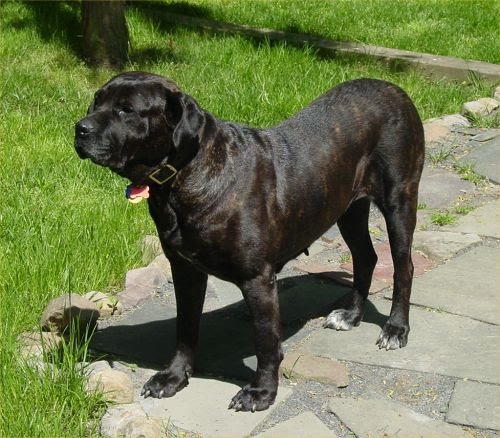 Cane Corso Carattere Malattie E Come Educarlo I Consigli