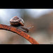 110. Slimy