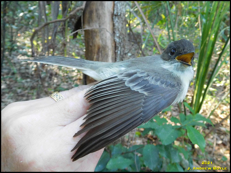 Eastern Phoebe