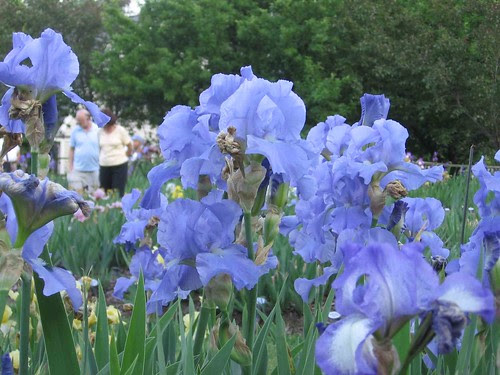 Iris