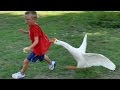 Funny Pictures Of Animals For Kids