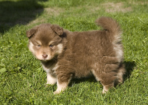 Finnish Lapphund Dog Puppies