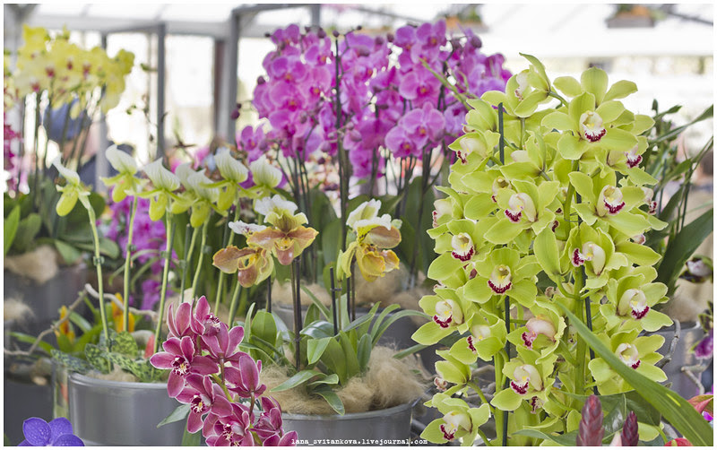 Keukenhof_12