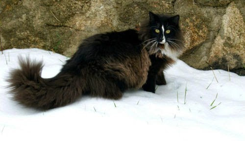 animales con un pelo maravilloso