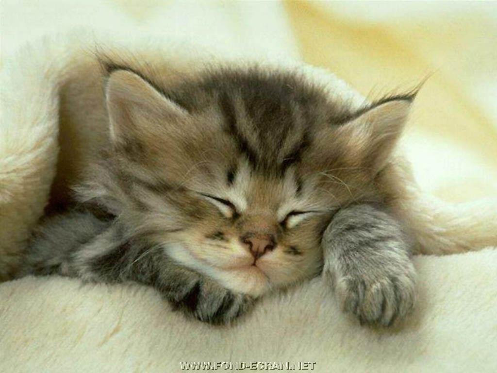 Fond D Ecran Chatton Gratuit Fonds Ecran Chats Chatons Chattons Petit Chat Petits Chats