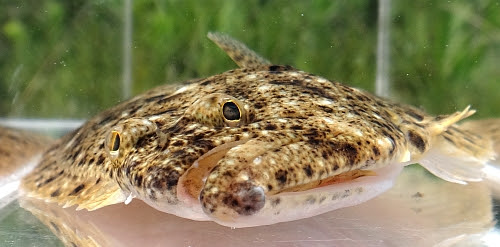 日本淡水魚 ヒラメ