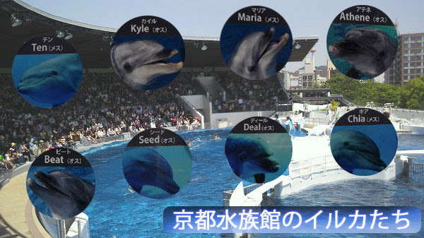 イルカショーの時間や見どころ 京都水族館チャンネル