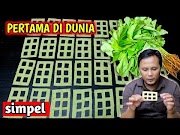 Viral IDE BISNIS TERBARU keripik daun jendela dijamin untung besar, terpanas!