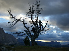 Men on tree