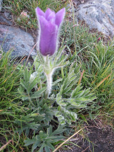 Pulsatilla di Haller
