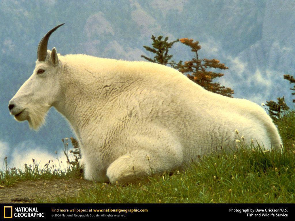 Goats Wallpapers Wallpaper Cave Afalchi Free images wallpape [afalchi.blogspot.com]
