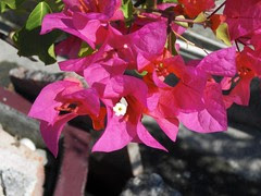 Bougainvillea