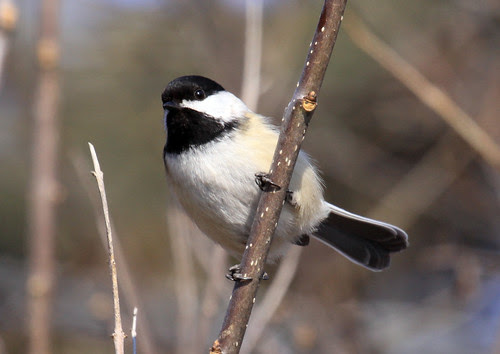 Black-capped Chickadee