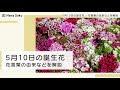最高のコレクション 10 月 5 日 誕生 花 529191