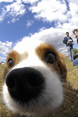 Whiteman CAC, Vet Clinic host 2010 Bark in the...