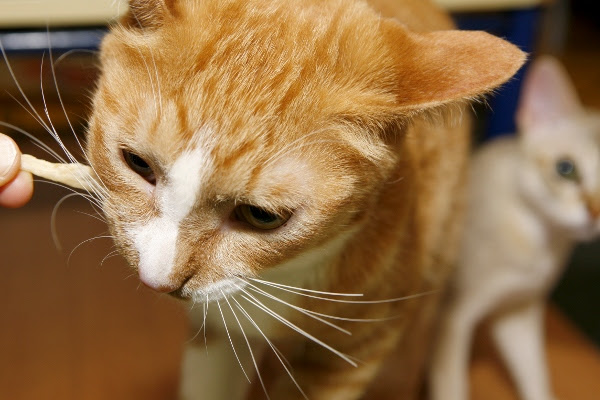 猫の歯磨きとクリッカートレーニング Sakuraquiet Photo Cattery