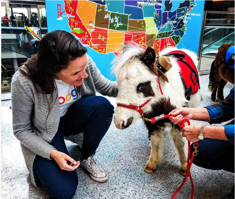 فرس قزم في مطار