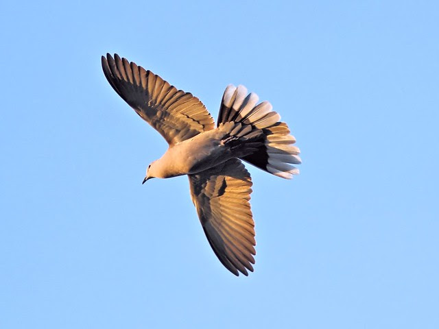 Eurasian Collard-Dove 20130130
