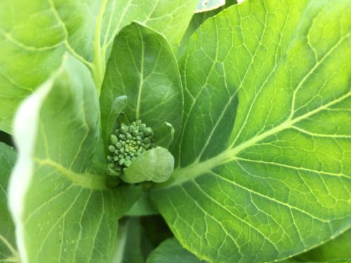 定番 菜の花のからし和え 小松菜の菜の花で 和風の副菜 農家のレシピ帳 農家のレシピ帳