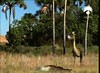 062 terror bird arrives