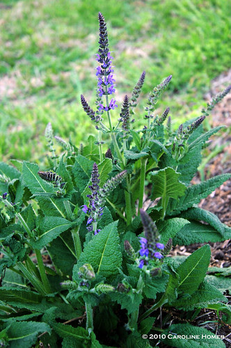 Salvia nemorosa 'Mainacht'
