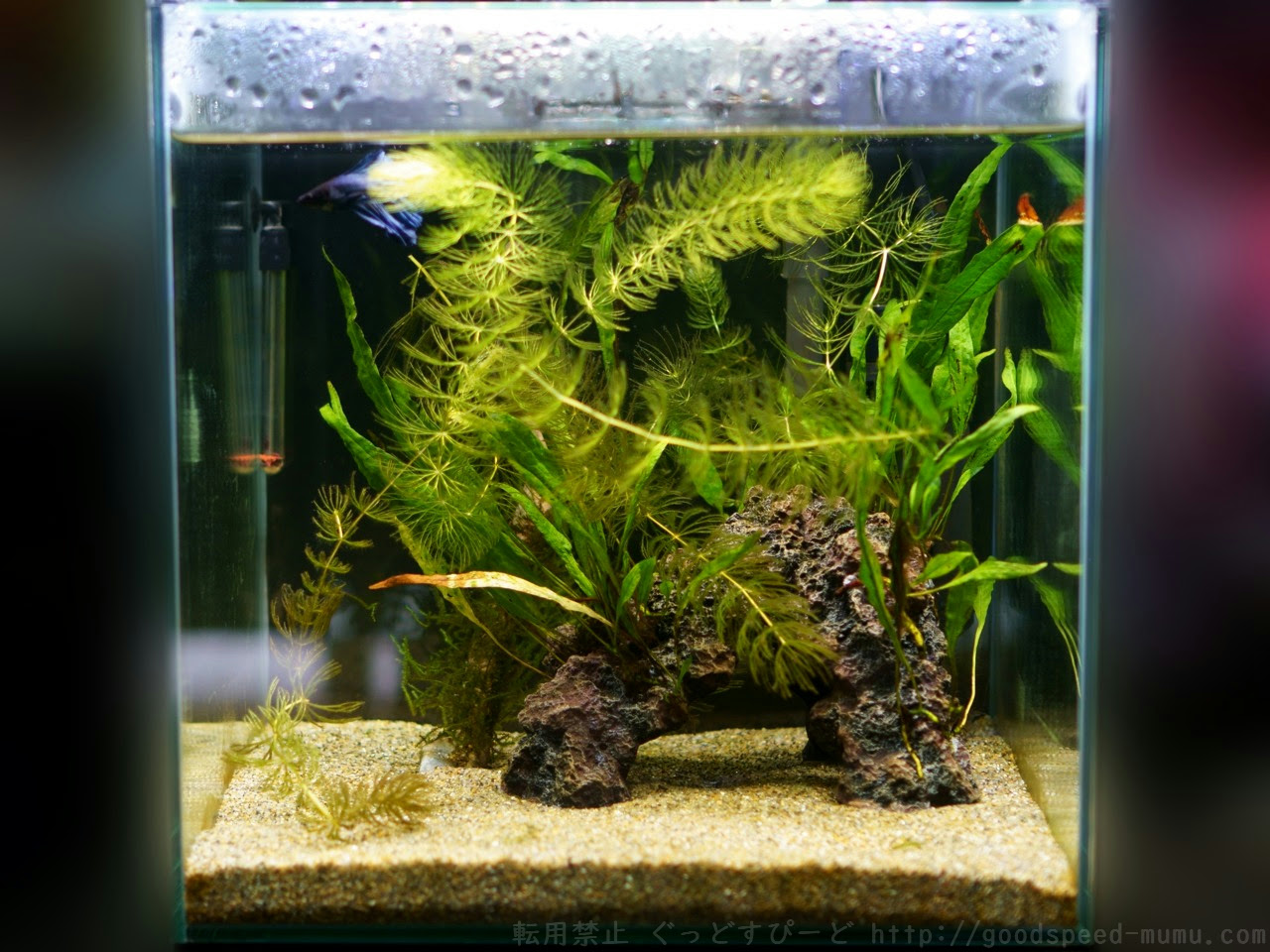 30cmベタ水槽 Phは下がらないしマツモに藻が生える ぐっどすぴーど