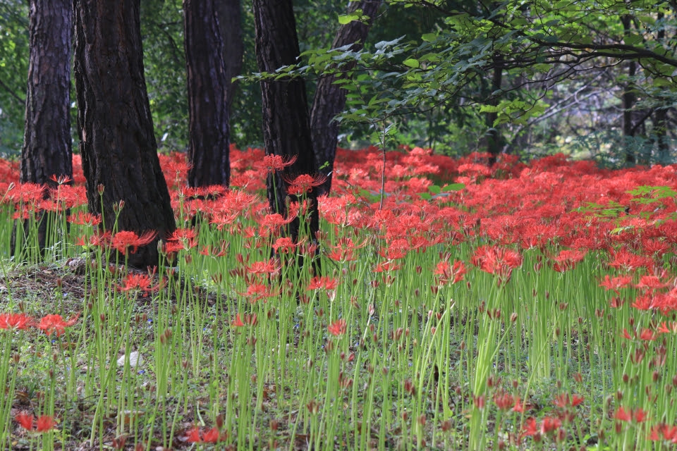 지금이 한창으로 핀 꽃무릇(석산)꽃. 이원선 기자