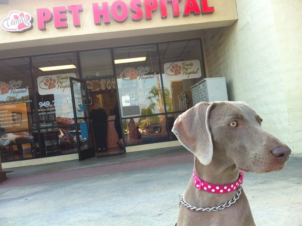 Trinity Pet Hospital - 28 Photos - Veterinarians - Laguna ...