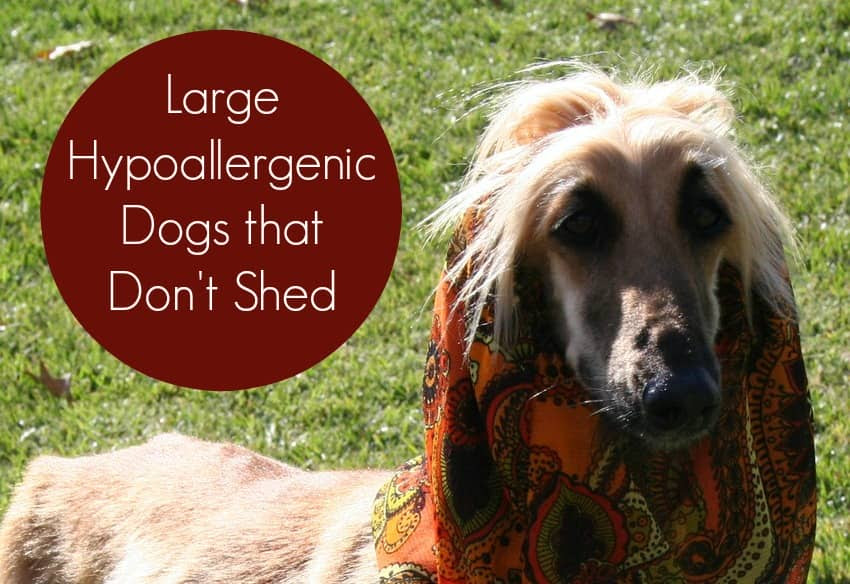 this is a list of the 10 best small non-allergic dog