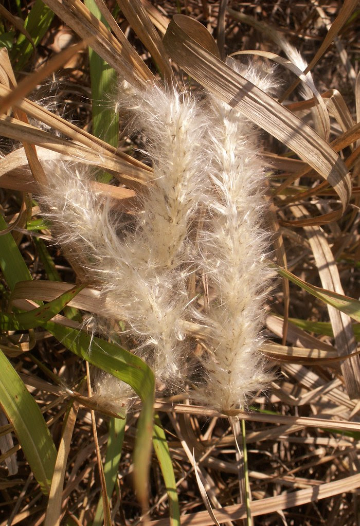 Seed Fluff, species TBD