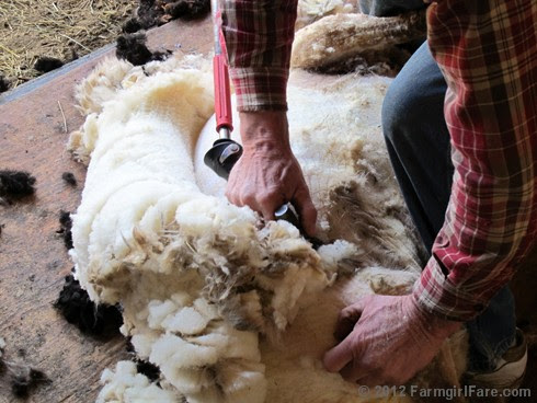 2012 Sheep shearing day 16 - FarmgirlFare.com