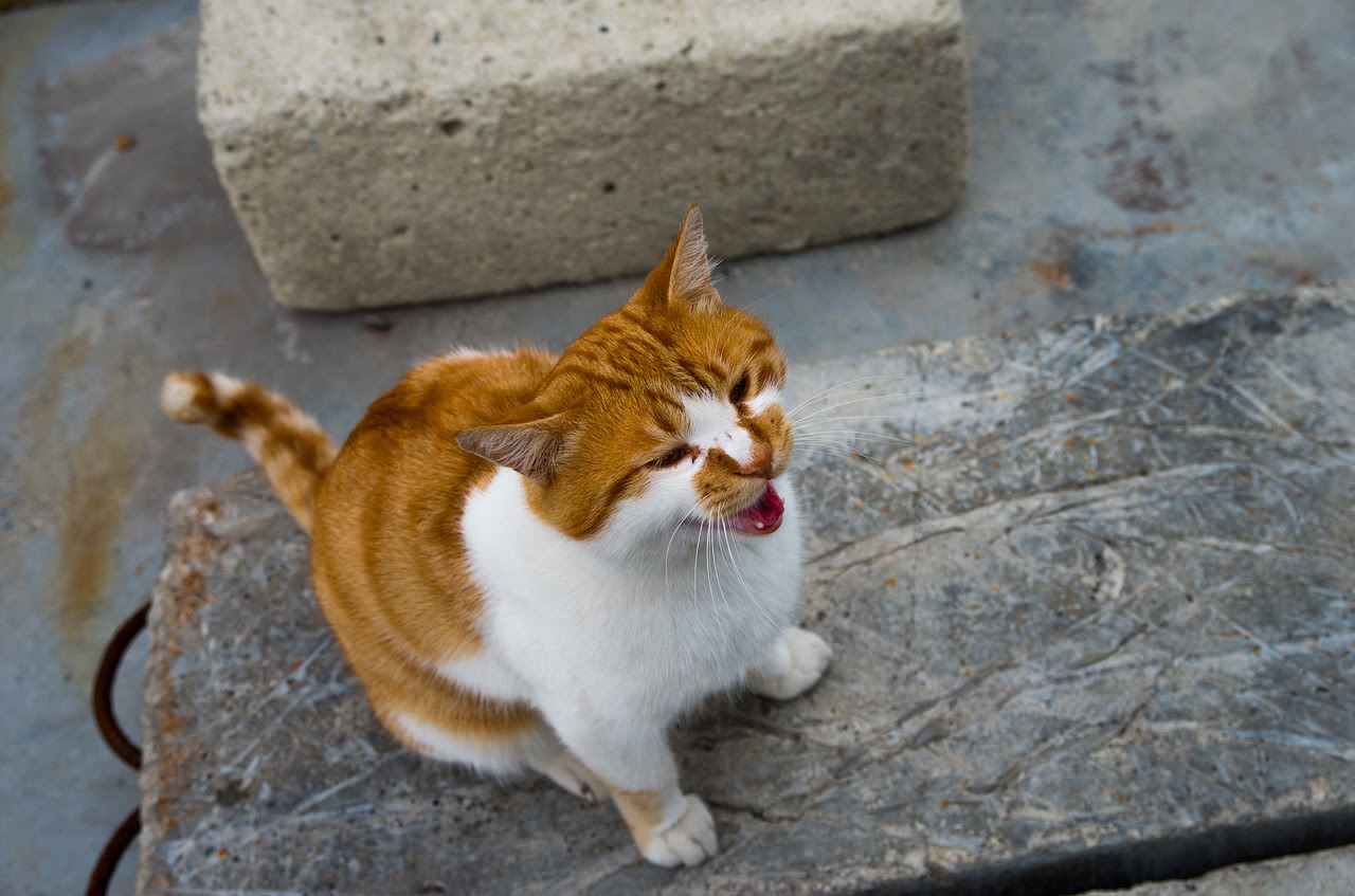 猫のカカカという鳴き声 クラッキング とは 鳴き声からわかる猫の気持ち