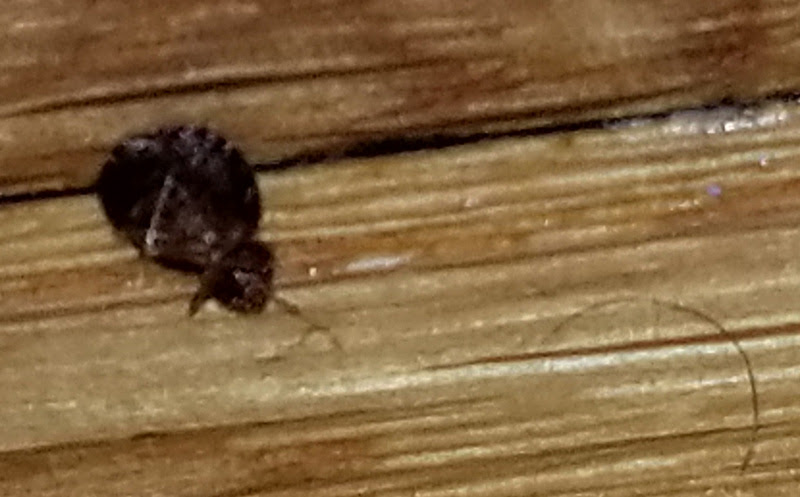Bed Bug Photos, Clipart Images & Pics: What do Bed Bugs  