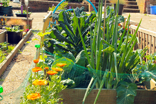Early morning veg patch