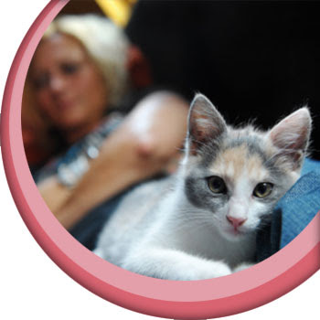 Respiratory In Cats