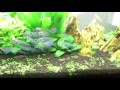 ++ 50 ++ ヤマトヌマエビ 水草 食害 786531-ヤマトヌマエビ 水草 食害