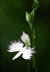 サギソウ さぎそう 鷺草 の花言葉 花言葉事典