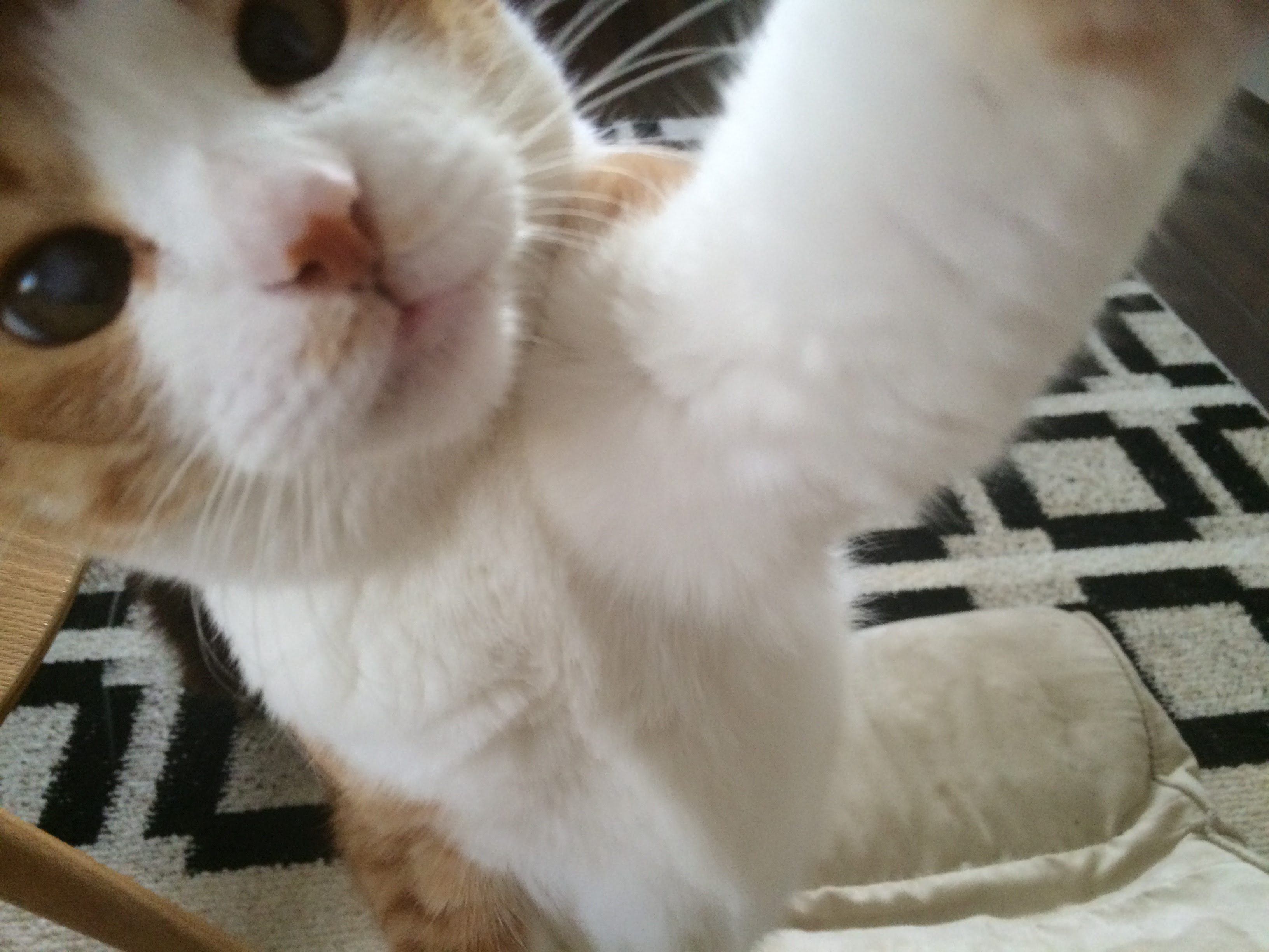 にゃまめの自撮り こまめとにゃまめ 犬猫仲良し生活
