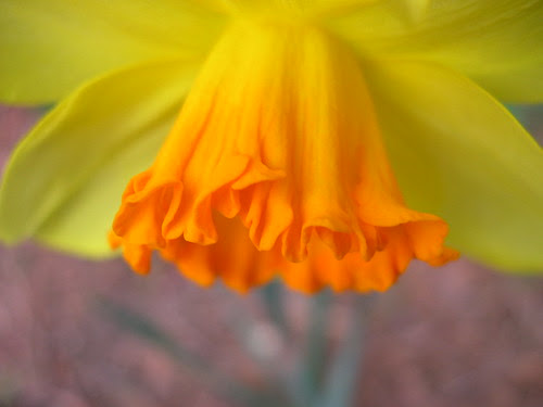 yellow and orange