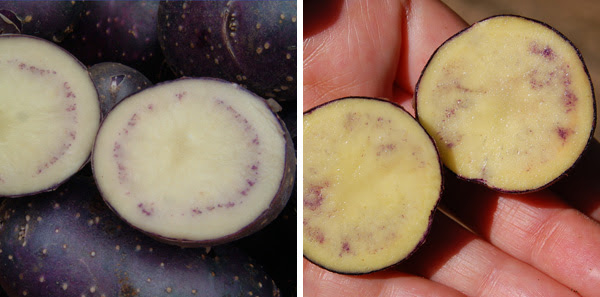 Two variants of Shetland Black