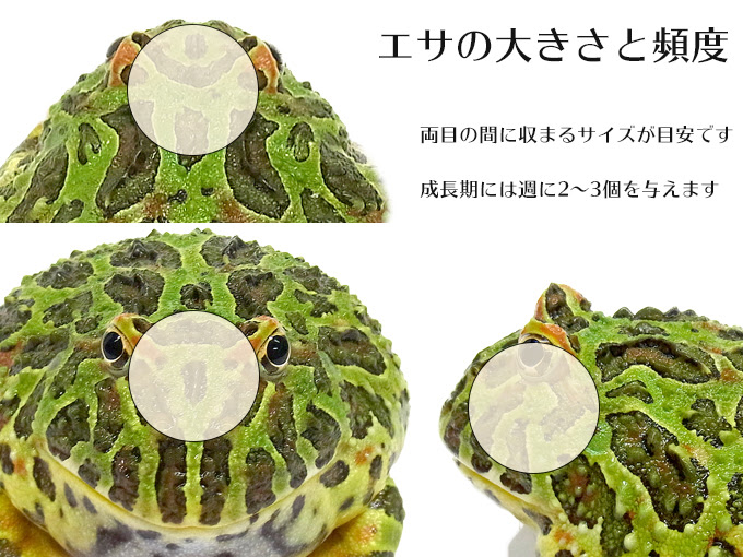 ツノガエルの種類 飼育法 ツノガエルのブリーダーnuance 飼育 販売 Pacman Frog