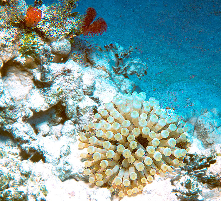 Anemone